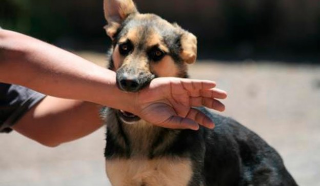 El Mejor Bufete Jurídico de Abogados en Español Especializados en Lesiones por Mordidas de Perro o Mascotas en Riverside California